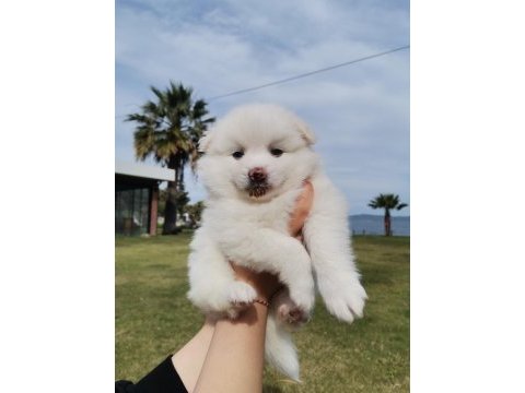 Kar beyaz pomeranian yavrular