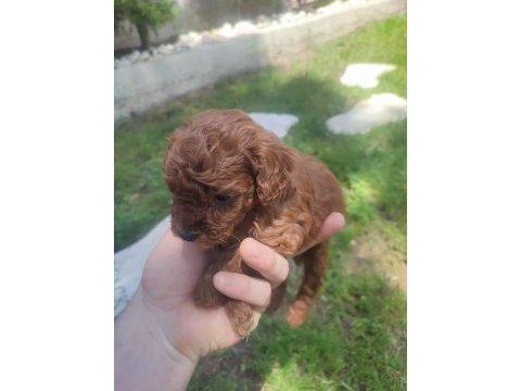 Yavru toy poodle