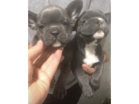 French bulldog yavruları sağlık garantili