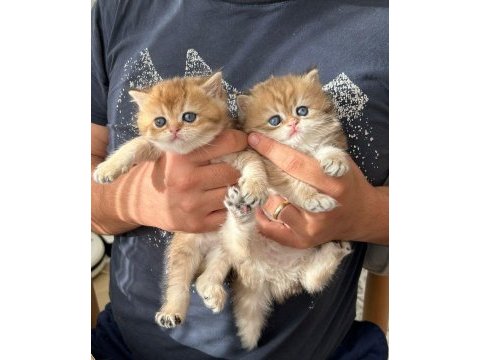British longhair yavruları