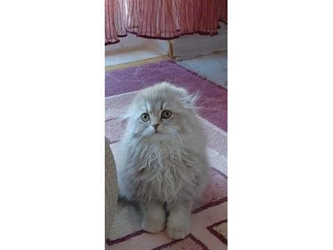 Scottish fold çok güzel bebek