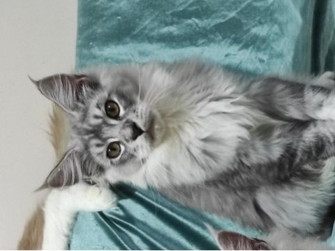 Maine coon gift of kings cattery