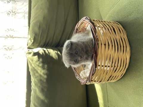 Çok minnoş sevimli scottish fold yavrumuz