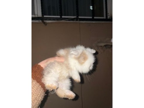 1 aylık hollanda lop tavşanı