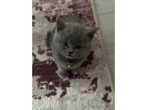 Bakmadan geçmeyin british shorthair açıklamayı oku