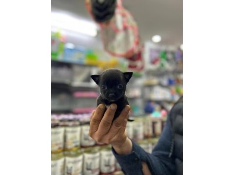 Bardak boy teacup minnak şivava yavrular