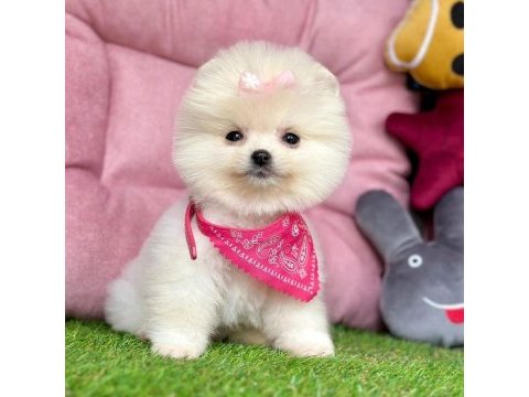 Sevimli pomeranian boo yavrularımız