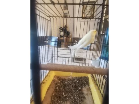 Hazir bangir bangir oter durumda sari mozaik kanarya