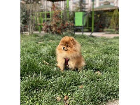 Gerçek ayı surat kaliteli dişi isteyenlere pomeranian