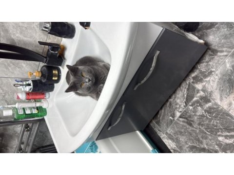 9 aylık oyuncu british shorthair erkek gri