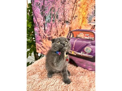 Uygun verilecek british shorthair yavrular