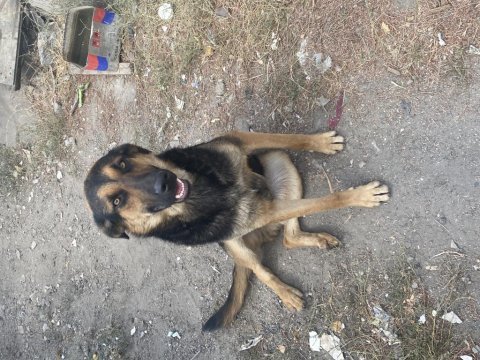 Oyuncu gecemiz alman kurdu