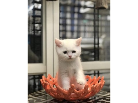 Brıtısh shorthair beyaz yavrularım 
