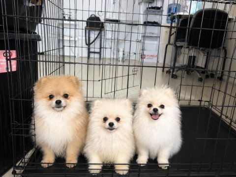 Safkan pomeranian boo yavruları