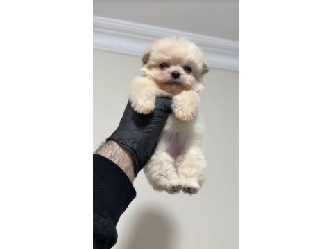 Sevgiliden sevgiliye pomeranian boo