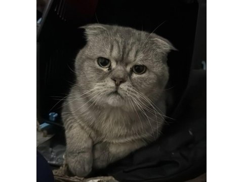 Scottish fold kedimiz