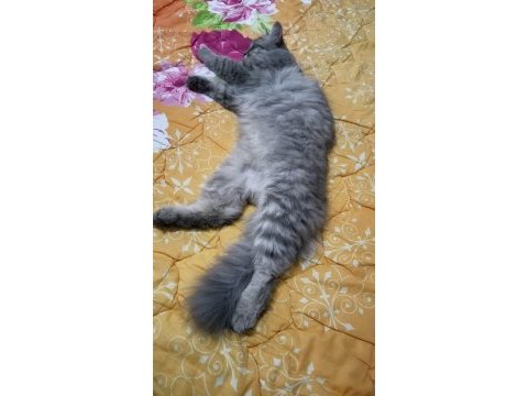 Acil chinchilla sahiplendirme