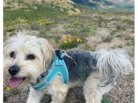 1 yaşında komut ve itaat eğitimli köpeğimiz