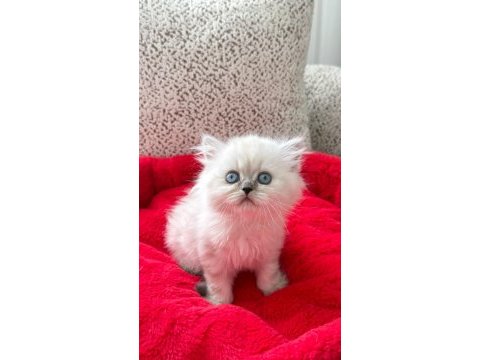 British longhair yavrularımız