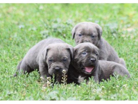 Harika anatomi cane corso yavrular