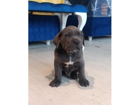 Cane corso yavrular