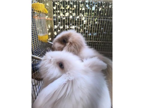 Hollanda teddy lop tavşanı dişi ve erkek