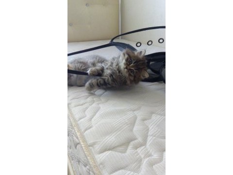 British longhair 2 aylık erkek