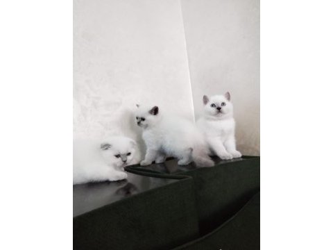 Blue point british shorthair yavrular