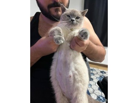 Ücretsiz sahiplendirme british shorthair kedimiz