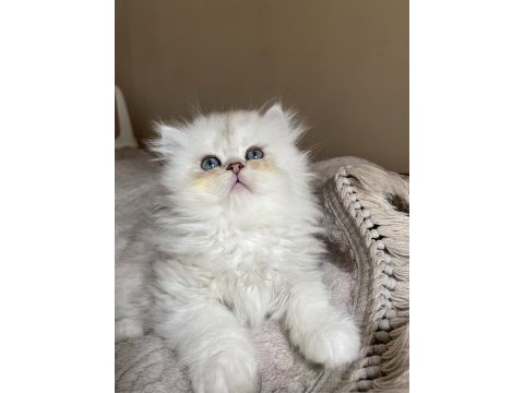 British longhair bebeklerimiz