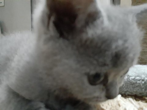Scottish fold yavru erkek kedimiz