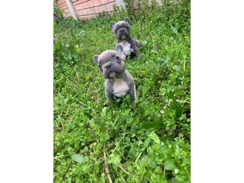 Blue bir dişi ve bir erkek french bulldog