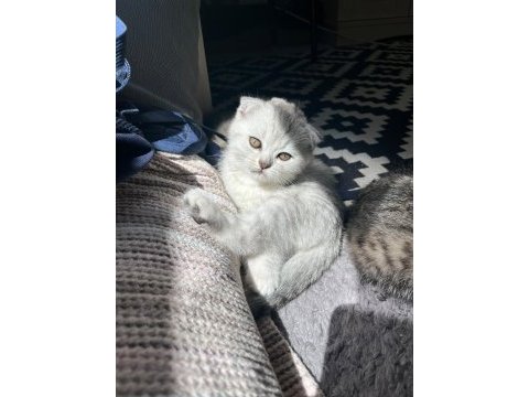 Scottish fold yavru