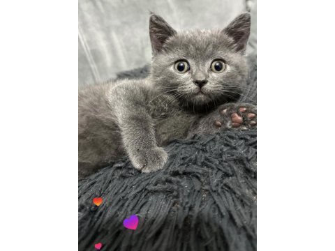 British shorthair 3 aylık
