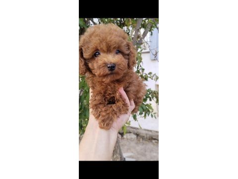 Pafuduk pafuduk poodle yavrular sizleri bekliyor