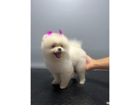 Pomeranıan boo ayı surat