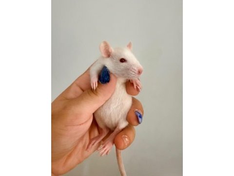 Bebek ratlar 1.5k