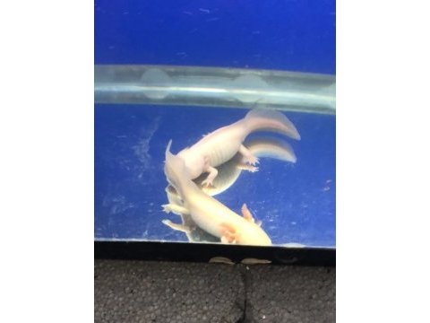 25 cm damızlık çift aksolotl