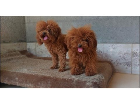 Irk ve sağlık garantili poodle bebeklerimiz