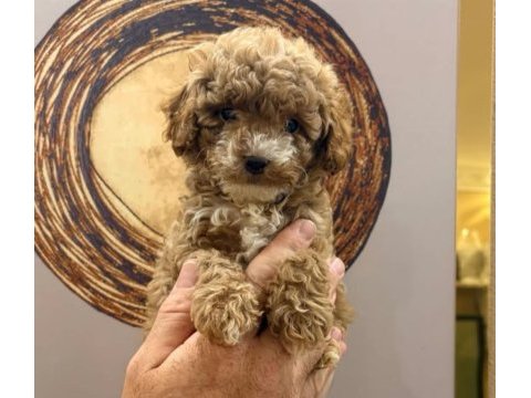 Toy poodle yavru köpeklerimiz