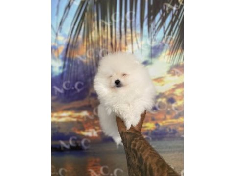 Sağlık ve ırk garantili pomeranian
