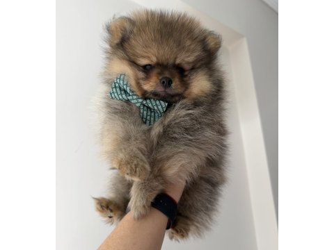 Pomeranian boo dişi erkek uygun