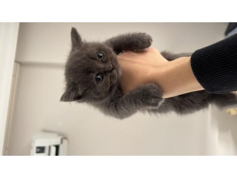 Özel ırk scottish fold