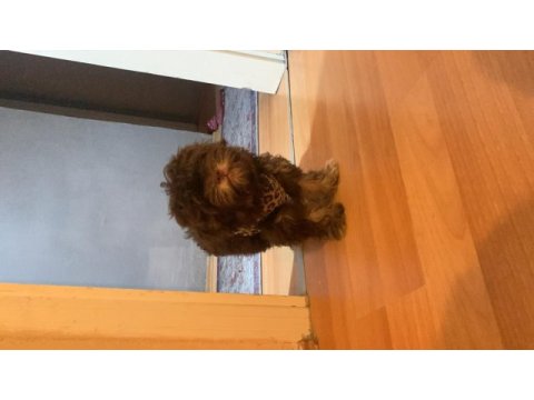 Chocalatte maltipoo