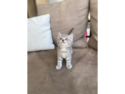 British shorthair kardeşler