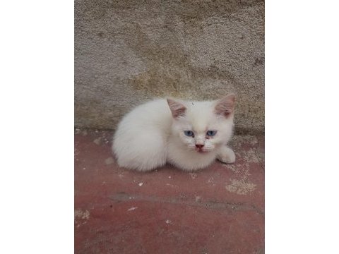 Brıtısh yavru son