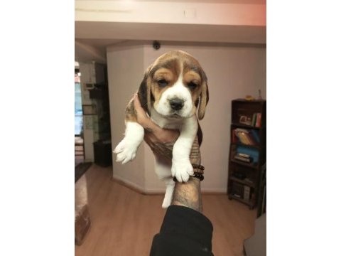Sahibinden beagle yavru