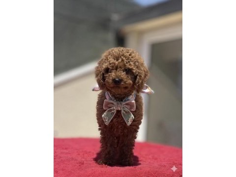 4 aylık dişi red brown toy poodle