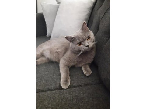 Oyuncu kedimiz duman british shorthair