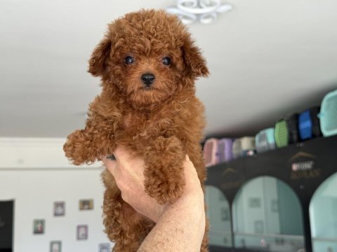 Ankranın en elit toy poodle yavruları ziyarete açık